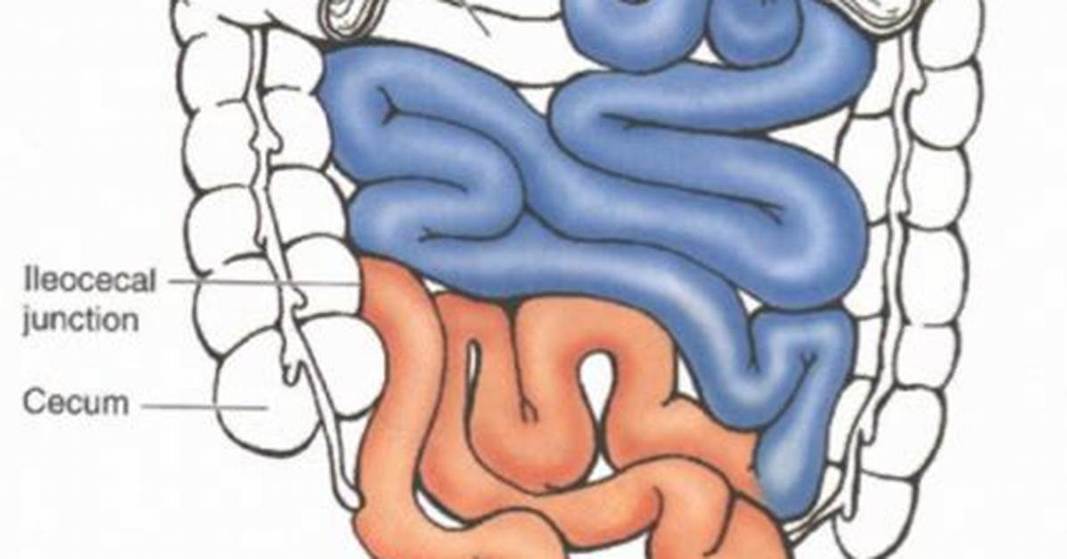 What Is the Ileocecal Junction?