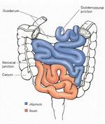 What Is the Ileocecal Junction?