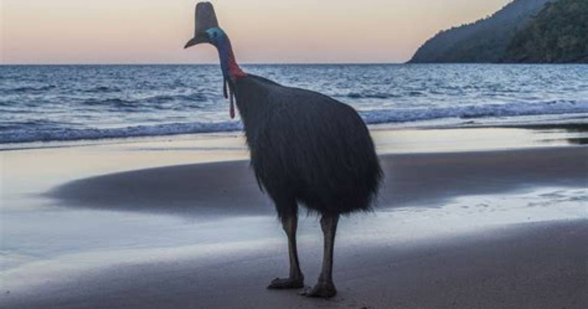 What Is the Largest Bird in Hawaii?