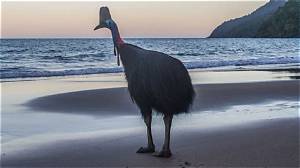 What Is the Largest Bird in Hawaii?