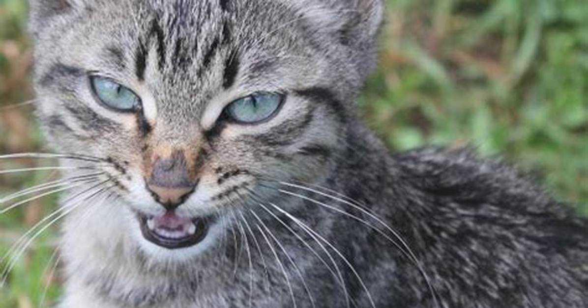 What Is the Meanest Cat Breed?