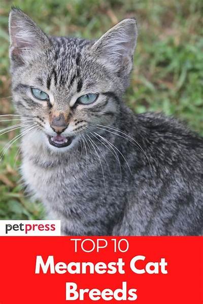 What Is the Meanest Cat Breed?