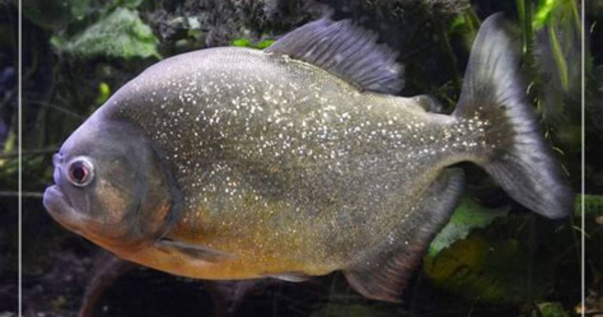 What Is the Meanest Freshwater Fish?
