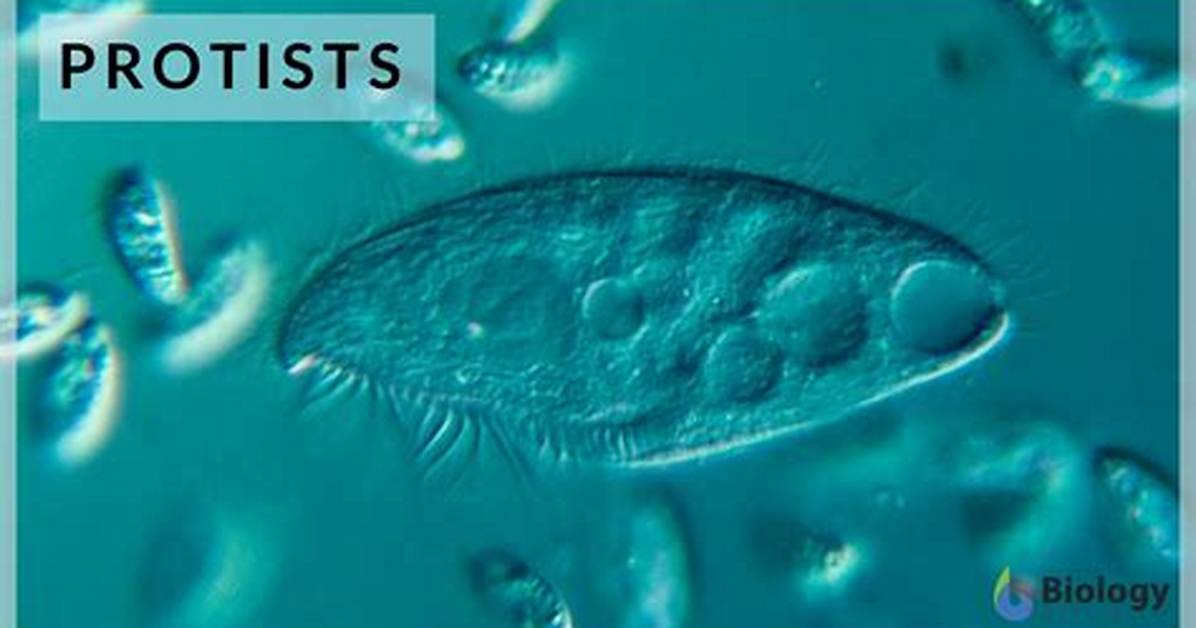 What Is the Meaning of Protist