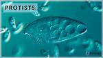 What Is the Meaning of Protist