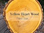 What Is the Meaning of Yellow Wood in the Road Not Taken?