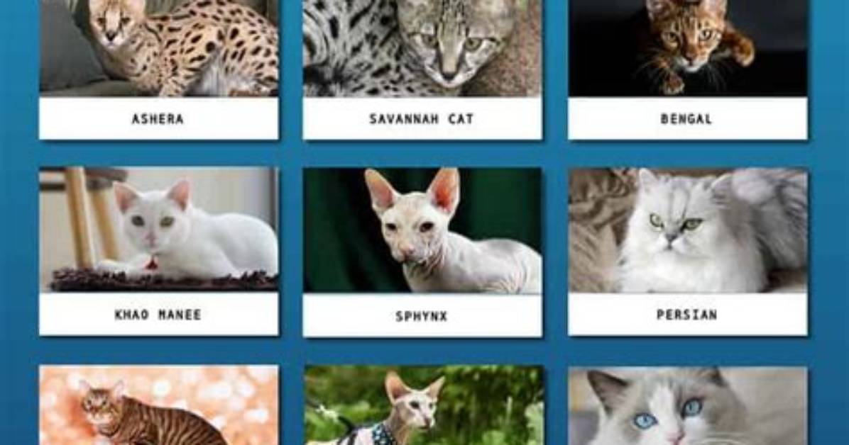 What Is the Most Expensive Cat Breed