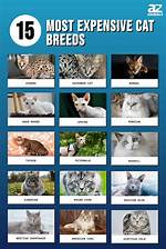What Is the Most Expensive Cat Breed
