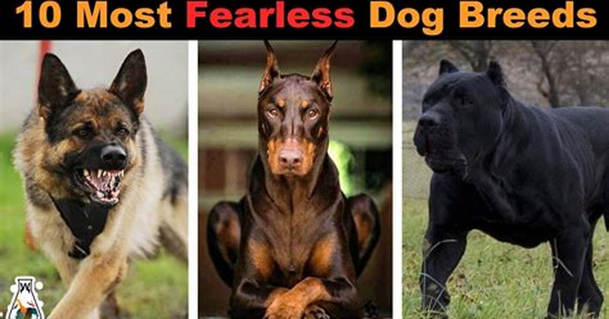 What Is the Most Fearless Dog Breed?