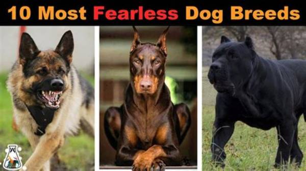 What Is the Most Fearless Dog Breed?