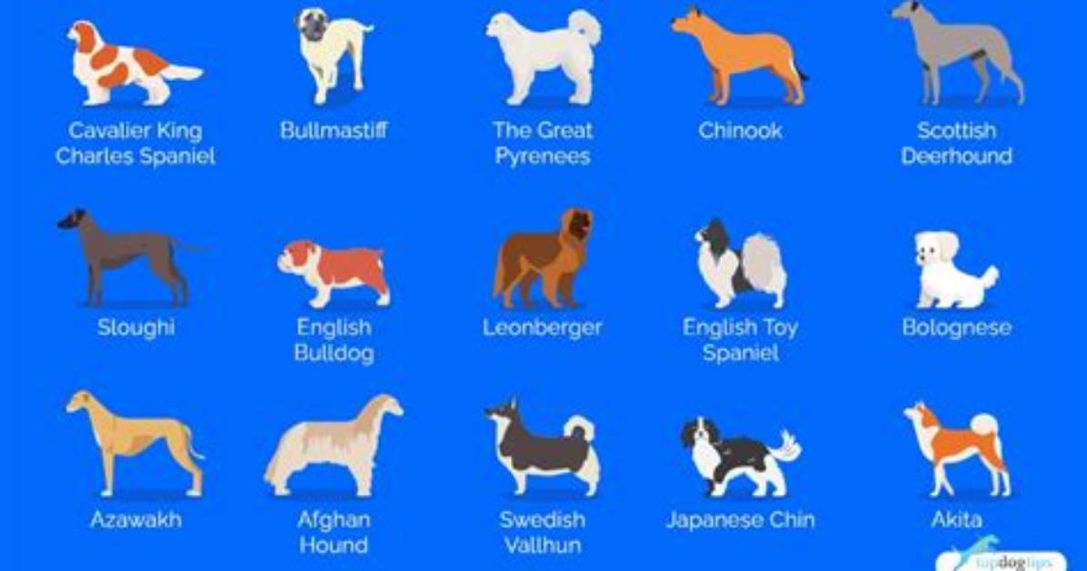 What Is the Most Quiet Dog Breed?