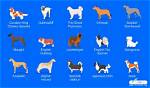 What Is the Most Quiet Dog Breed?