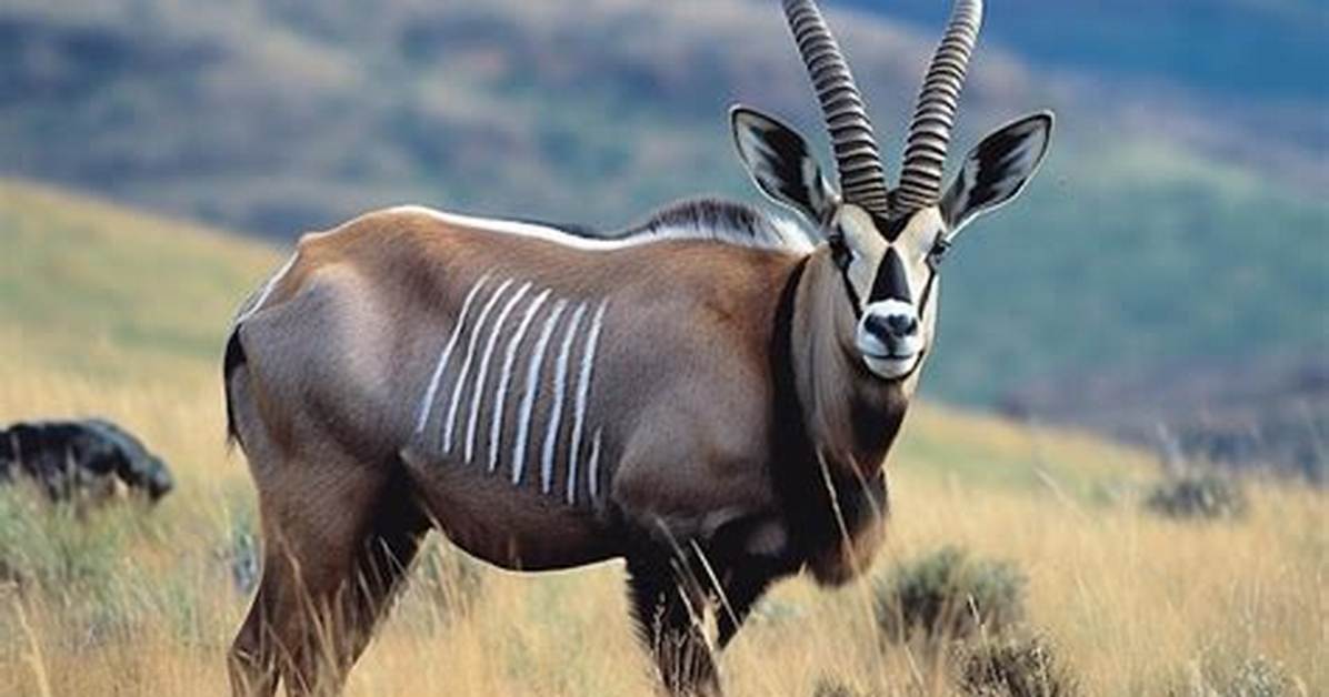 What Is the National Animal of Lesotho?