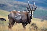 What Is the National Animal of Lesotho?