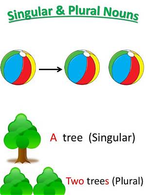 What Is the Plural of Tree?