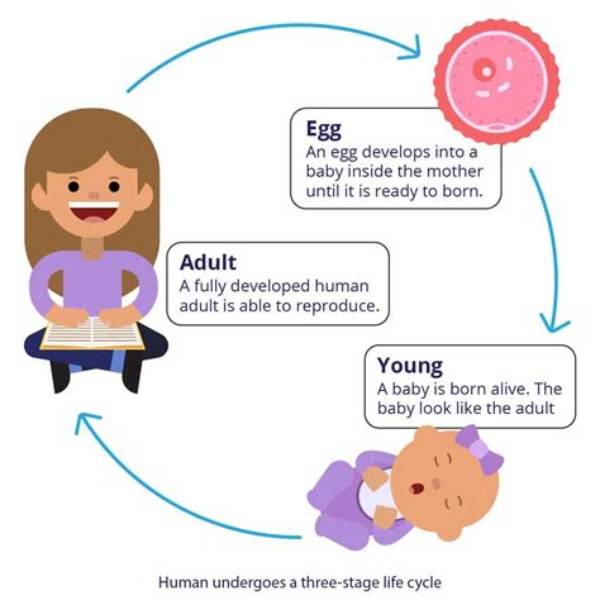 What Is the Prime Stage of Life?