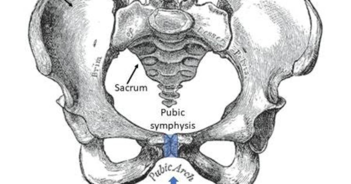 What Is the Pubic Arch?