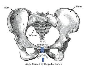 What Is the Pubic Arch?