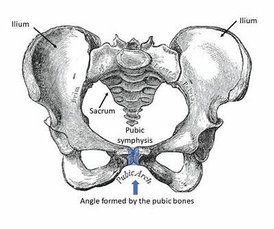 What Is the Pubic Arch?