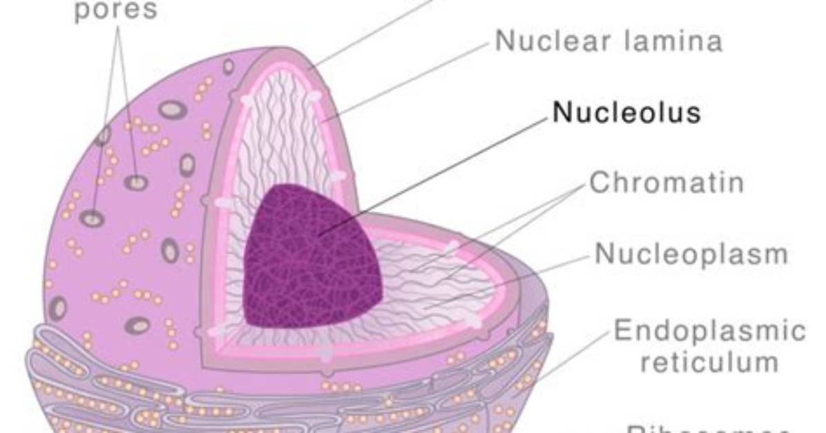 What Is the Purpose of the Nucleolus