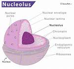 What Is the Purpose of the Nucleolus