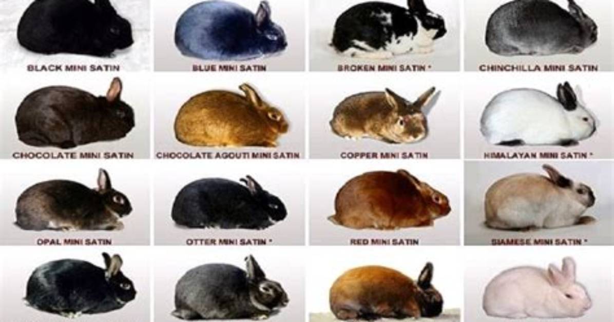 What Is the Rarest Type of Bunny?