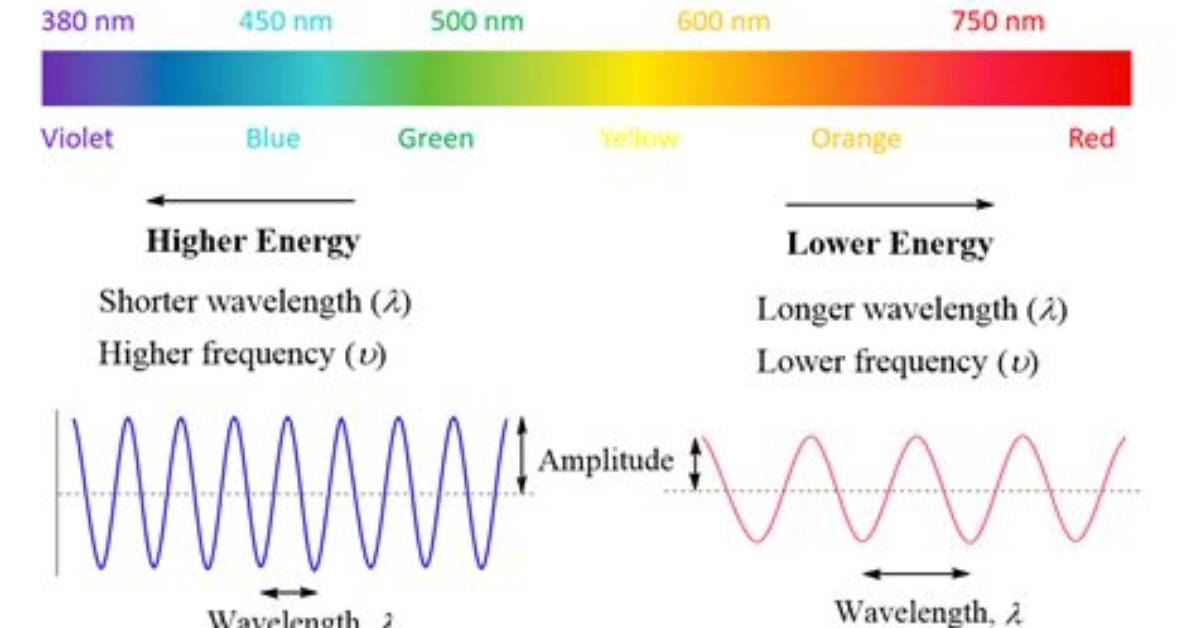 What Is the Relationship Between the Light Reactions and the Calvin Cycle?