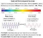 What Is the Relationship Between the Light Reactions and the Calvin Cycle?
