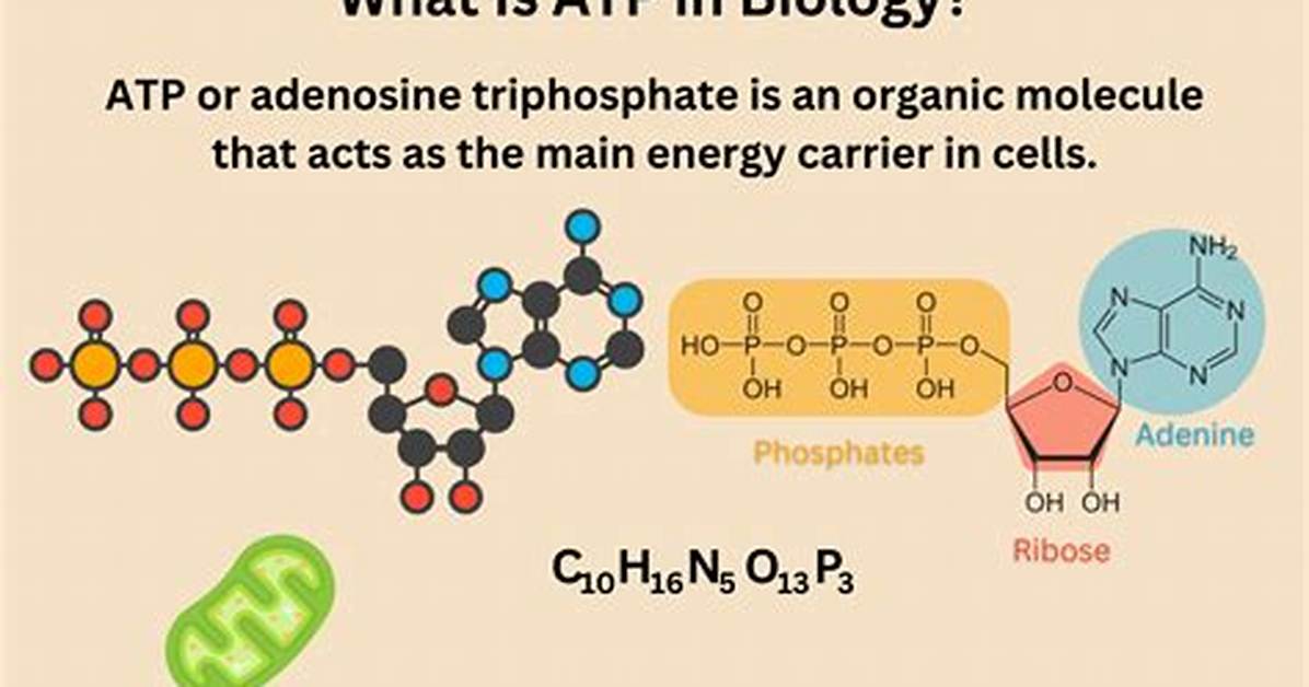 What Is the Role of Atp in Living Organisms?