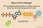 What Is the Role of Atp in Living Organisms?