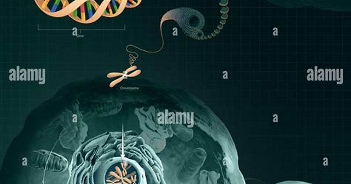 What Is the Role of Dna in Cell Differentiation?