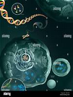 What Is the Role of Dna in Cell Differentiation?