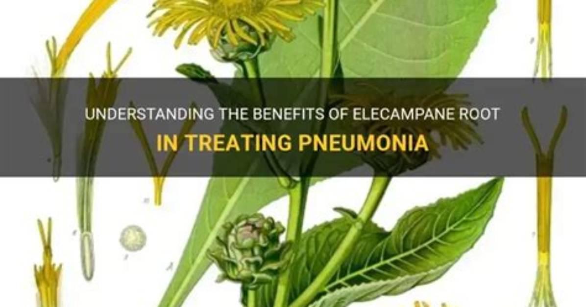 What Is the Root of Pneumonia?