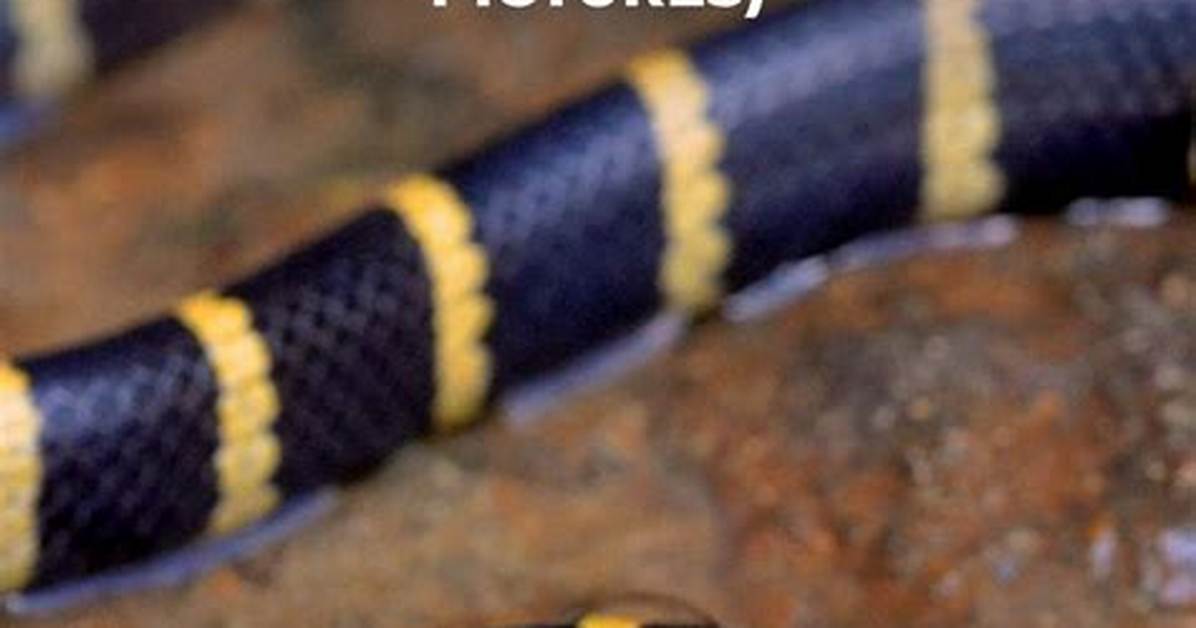 What Is the Rule of Snake and Ladder?