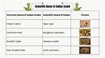 What Is the Scientific Name of Snake