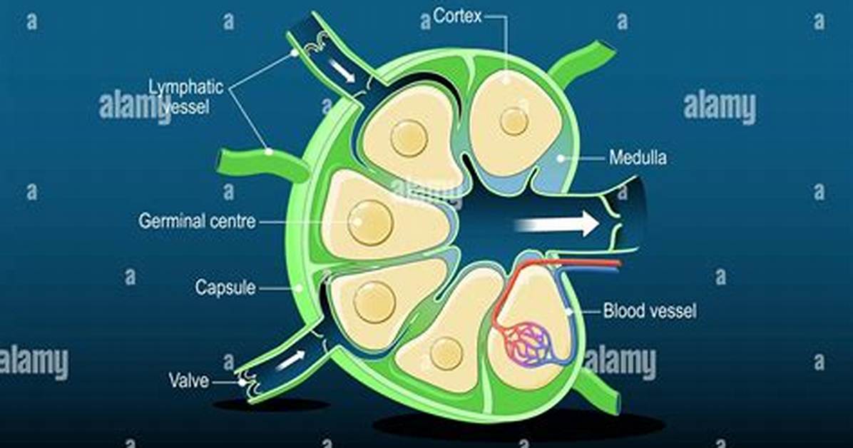 What Is the Size of Lymph Nodes in Neck?