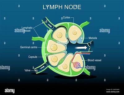 What Is the Size of Lymph Nodes in Neck?