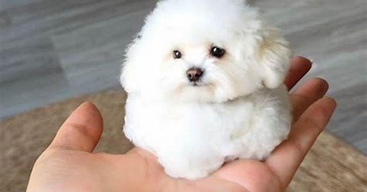 What Is the Smallest Fluffy Dog?