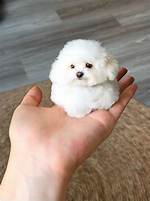 What Is the Smallest Fluffy Dog?