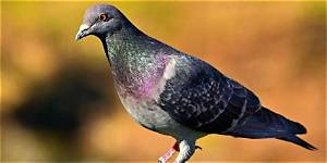 What Is the Smartest Type of Pigeon?