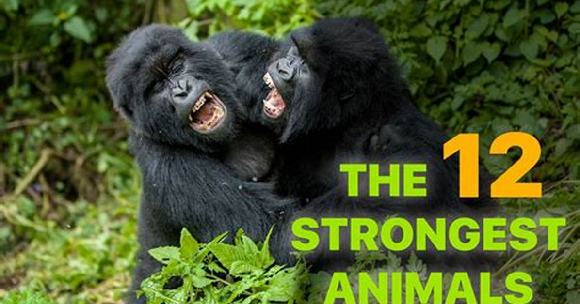 What Is the Strongest