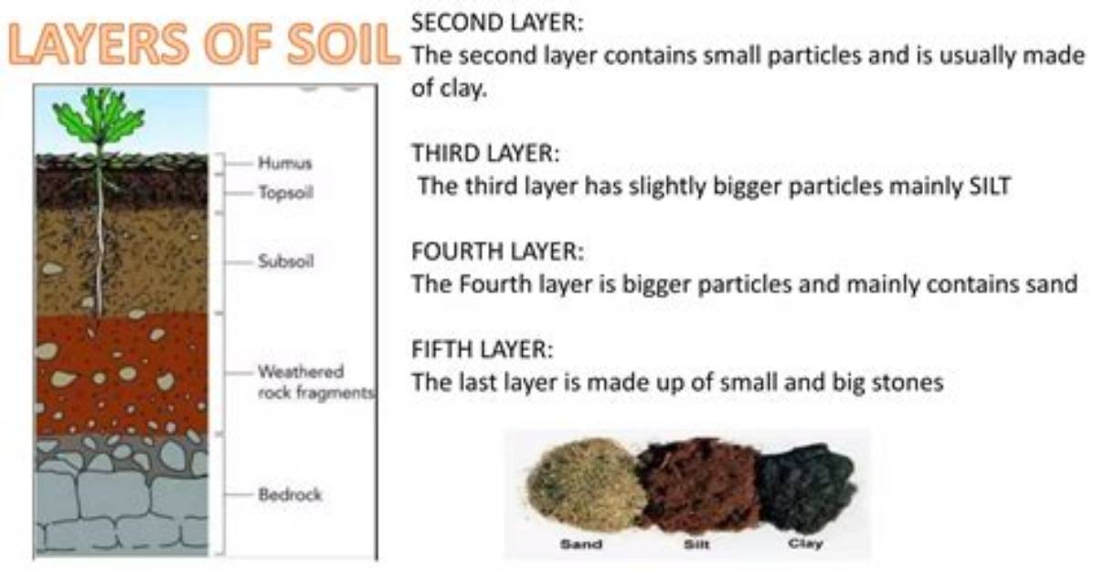 What Is the Third Layer of Soil?