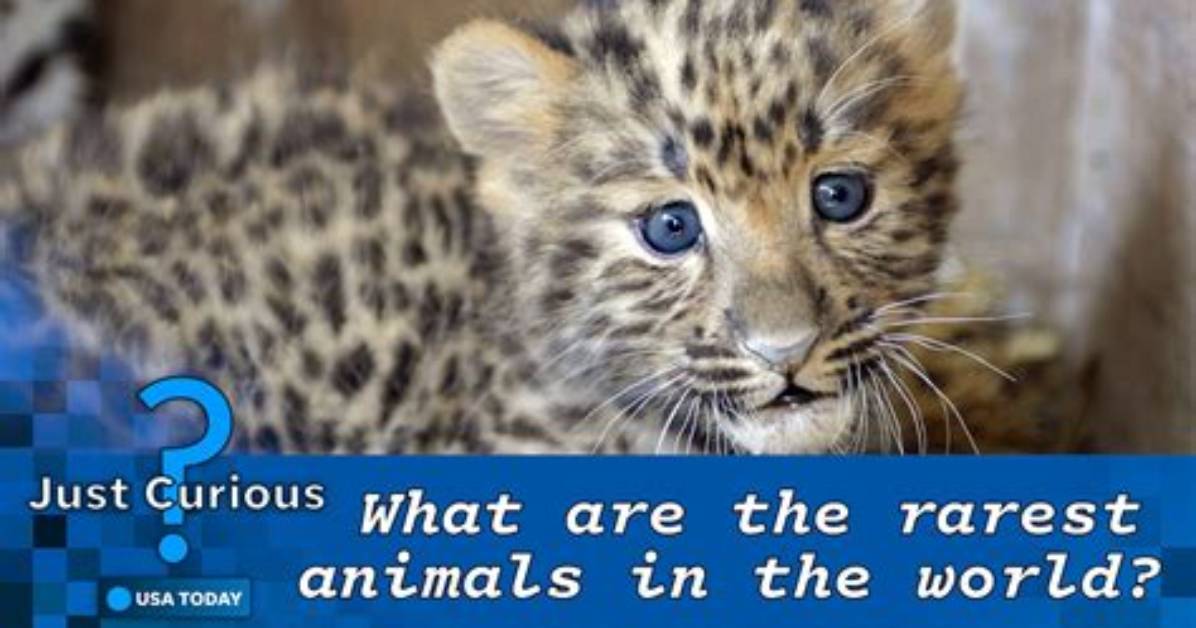 What Is the World's Rarest Animal?