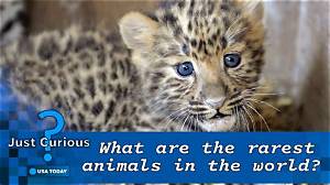 What Is the World's Rarest Animal?