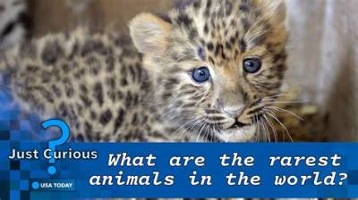 What Is the World's Rarest Animal?