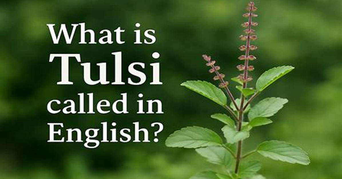 What Is Tulsi Called in English?