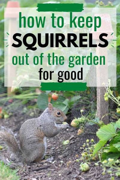 What Keeps Squirrels out of Garden?