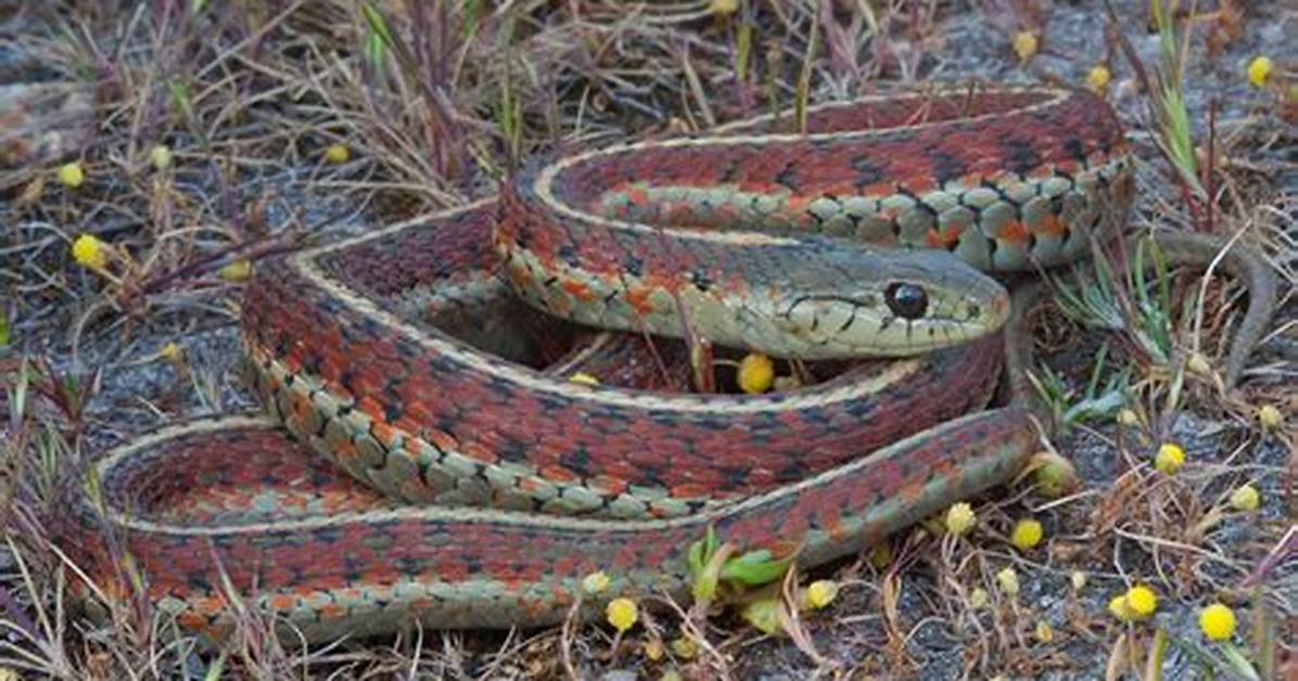 What Kills Garter Snakes - Lisbd-Net. Com