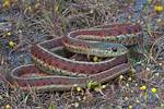 What Kills Garter Snakes - Lisbd-Net. Com