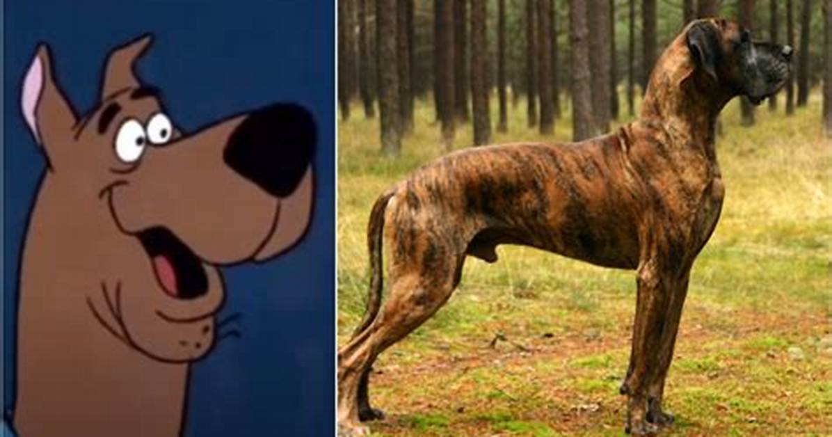 What Kind of a Dog Is Scooby Doo?